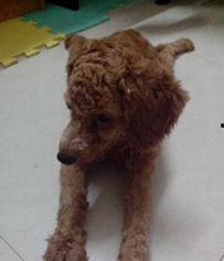 泰迪熊二在线观看,温馨回忆,欢乐无限,在线观看之旅 第3张 泰迪熊二在线观看,温馨回忆,欢乐无限,在线观看之旅 第3张